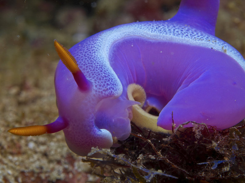 Nudibranch, Wreck Point
